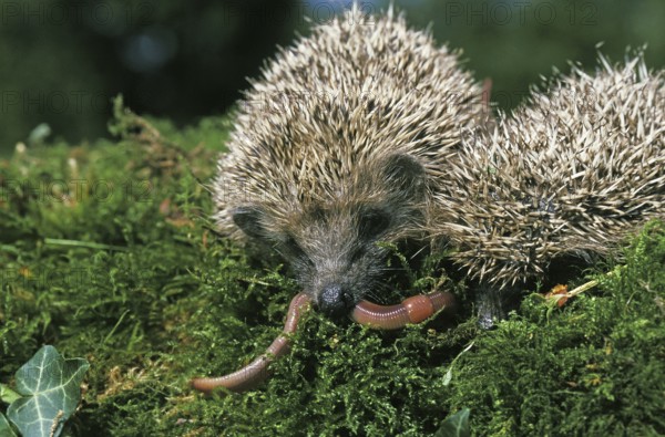 European european hedgehog (erinaceus europaeus), adult eats earthworm, Normandy