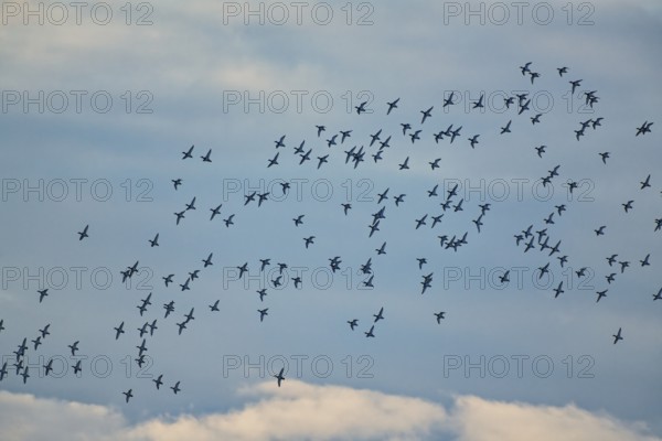 Flock of greylag geese, greylag goose (Anser anser), flock in the evening in winter, Mühlenteich,