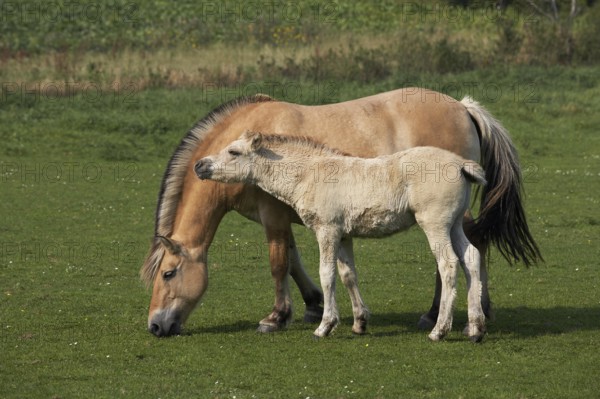 Norwegian Fjord Horse, Mare and Foal