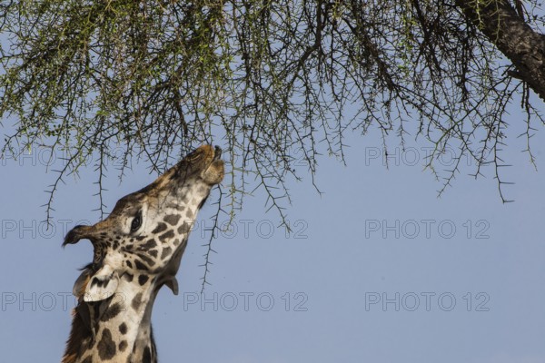 Africa, african, animal, background, beautiful, big, brown, camelopardalis, conservation, cute,