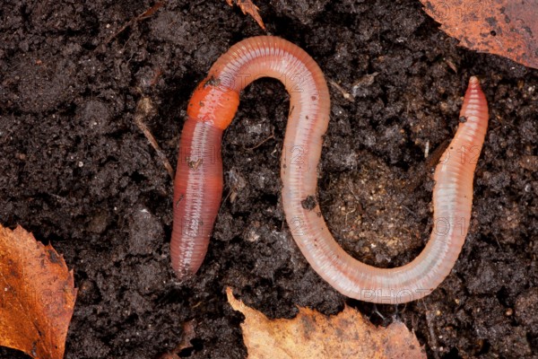 Tauwurm (Lumbricus terrestris), Rhineland-Palatinate, Germany, Europe