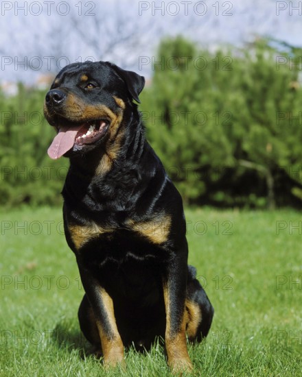 ROTTWEILER DOG, ADULT SITTING ON GRASS