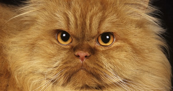 Red Self Persian Domestic Cat laying against Black Background
