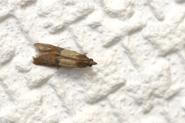 Food moth