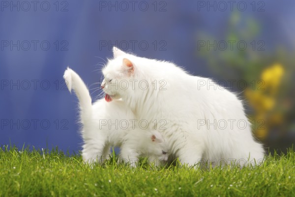 Siberian Forest Cat, white, with kittens, 7 weeks