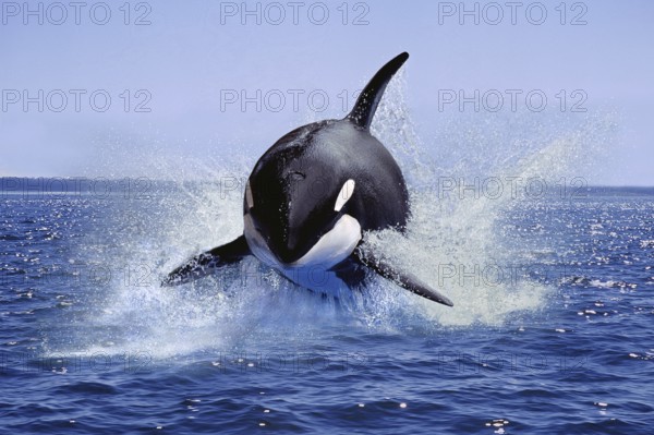 Killer Whale (orcinus orca), Adult Leaping, Canada, North America