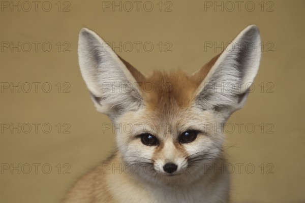 Fennec fox (Vulpes zerda) Fennec