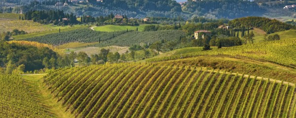 Tuscan landscape with vineyards rows, houses in Tuscany wine region, Italy, Europe