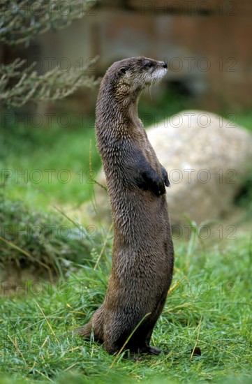 Canadian otter standing, Canadian otter, north american river otter (Lontra canadensis), Babyzoo