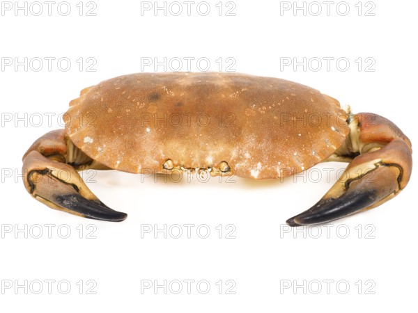 Boiled orange color crab with claws isolated on greyscale background