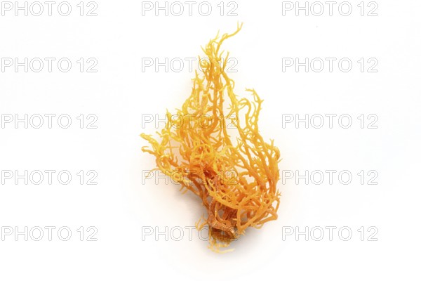 Irish sea moss. Chondrus Crispus, healthy organic raw seaweed, a close-up on a white background,