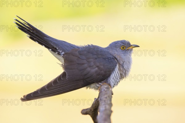 Common cuckoo (Cuculus canorus), Coucou gris, Cuco Europeo, Cuco Común, Ast, branch, Ormoz area,