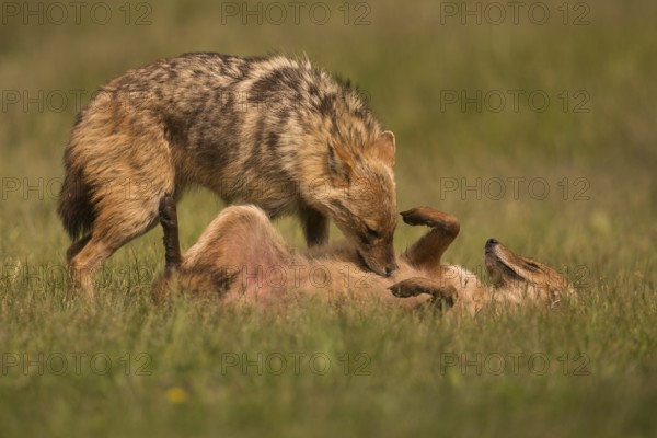 Social behaviour of the golden jackal, grooming in pairs