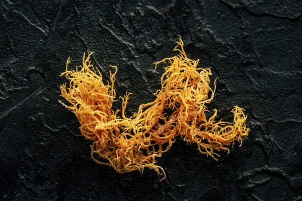 Irish sea moss. Chondrus Crispus, healthy organic raw seaweed, a close-up on a black slate