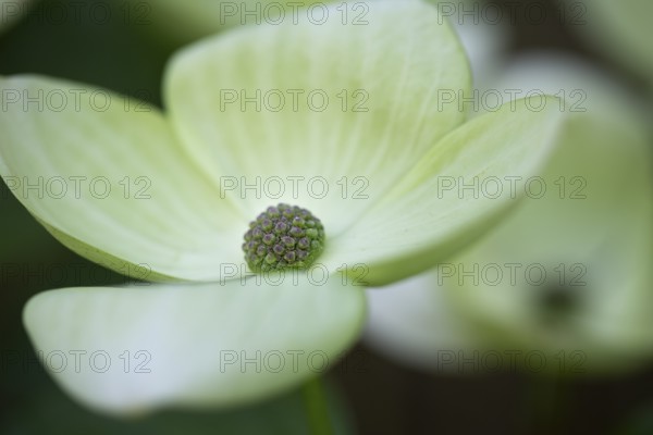 Flowering dogwood (Cornus Kousa)