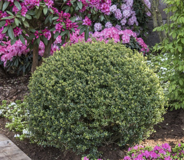 Japanese pod (Ilex crenata 'Stokes')