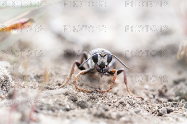 Golden digger wasp (Sphex funerarius), digs its nest in the sandy soil, Döberitzer Heide nature