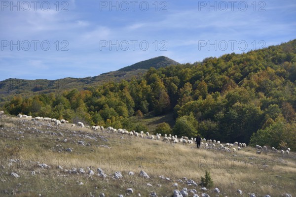 Flock of sheep in Durmitor National Park, on the panoramic road 2, Durmitor Ring, Montenegro,
