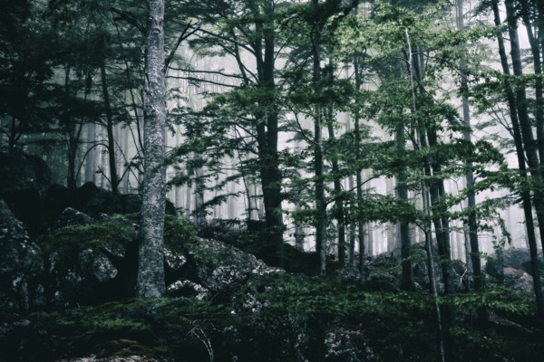 Foggy dark forest in ghostly appearance