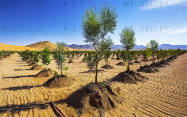Reforestation in the desert against erosion to stop the spread of the desert, AI generated, AI