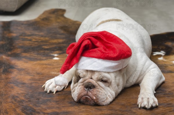 Cute English Bulldog sleeping in a Christmas hat