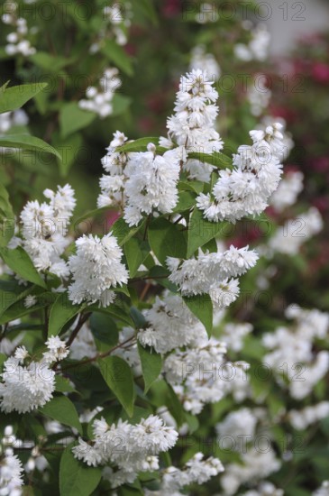 Deutzia (Deutzia scabra 'Candidissima'), An den Dorfwiesen, Saxony, Germany, Europe