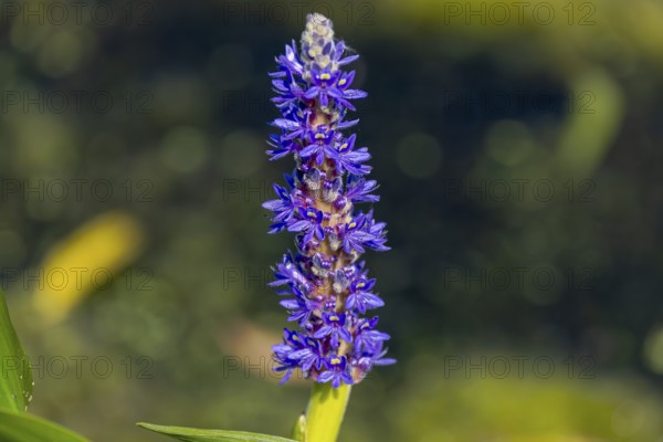 Pickerelweed, Pickerel Rush Water hyacint (Pontederia cordata) . The pickerelweed or pickerel weed,