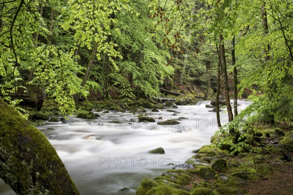 Buchberger Leite, Bavaria, Germany, Europe