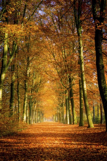 Autumn avenue, leaves on the ground, with trees lined up on a sunny day. Beauty in nature and