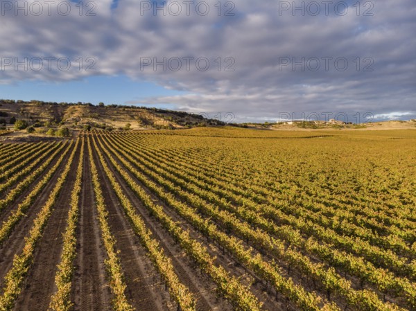 Field of vines, Aranda de Duero, Burgos province, Spain, Europe