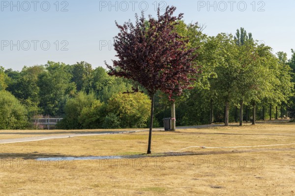 A tree on a parched meadow, being watered, seen in the Nordsternpark, Gelsenkirchen, North