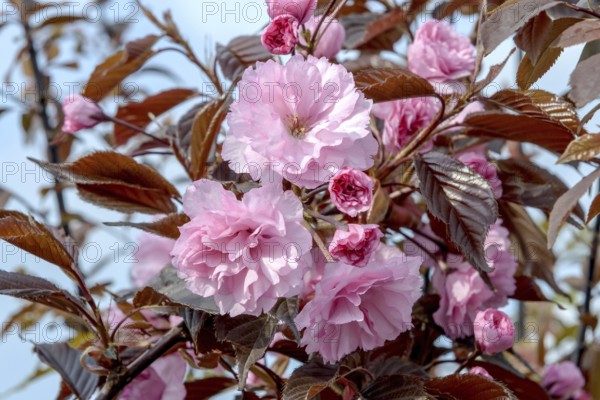 Ornamental cherry (Prunus serrulata 'Royal Burgundy'), BS Sämann, Federal Republic of Germany