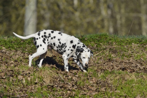Dalmatian (dog) runs through the forest. Dalmatiner Hund im Wald
