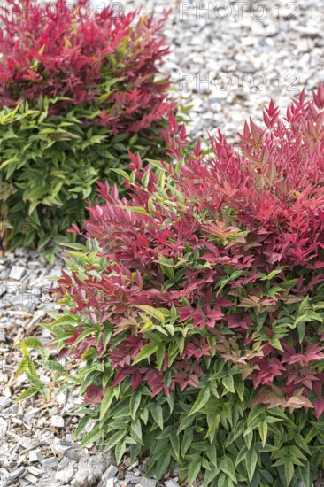 Sky bamboo (Nandina domestica OBSESSED)