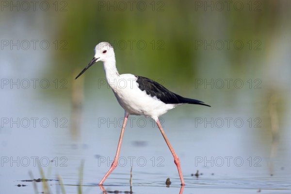 Black-winged Black-winged Stilt (Himantopus himantopus), Hungary, Europe