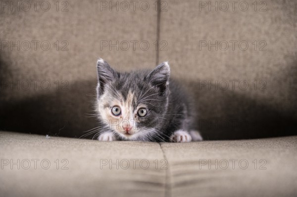 Grey beige and white kitten in a chair