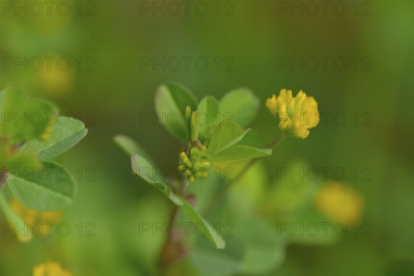 Bluete des Faden-Klee. Trifolium dubium, the lesser trefoil with blurred background