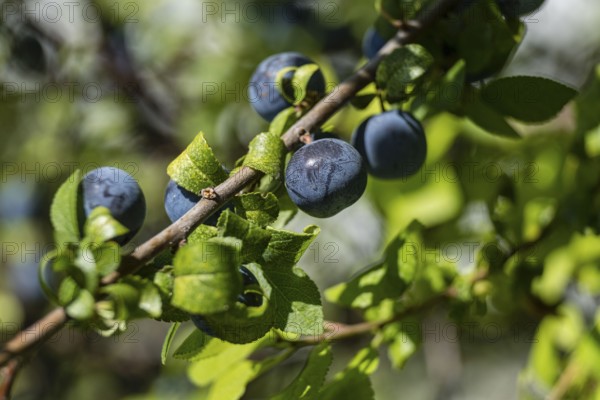 Endrino, Prunus spinosa, para fabricacion tradicional de patxaran, Abárzuza, Navarra, Spain, Europe