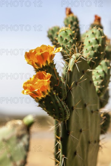 Yellow flowers on a wild cactus