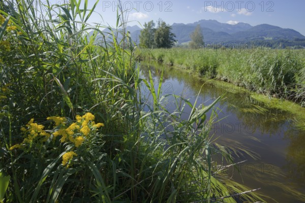 Watercourse in Bernauer moss, Moorland, Kampenwand, Bernau am Chiemsee, Bernau, Summer, August,