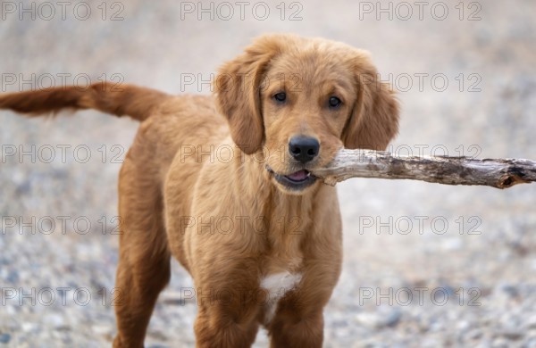 Golden Retriever Puppy in Summer Grass Canada