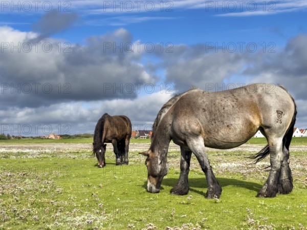 A horse grazing on the salt marshes on Juist, East Frisian Islands, Germany, Europe