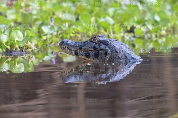Spectacled caiman (Caiman crocodilus yacara), Crocodile (Alligatoridae), crocodile (Crocodylia),
