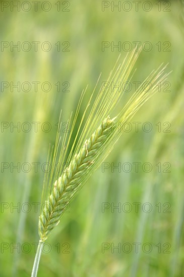 Head of triticale grain grown for silage, Westland, New Zealand, Oceania
