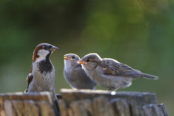 Young House Sparrow on a tree. House Sparrow with young bird at the feeding site