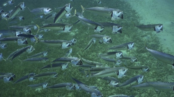 Top view on shoal of Striped Mackerel or Indian Nackerel (Rastrelliger kanagurta) swimming with