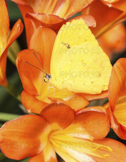 Orange-barred Sulphur (Phoebis Philea) in the middle of orange flower blossoms