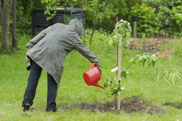 One person in garden watering small quince tree in the middle of lawn during rain with red watering