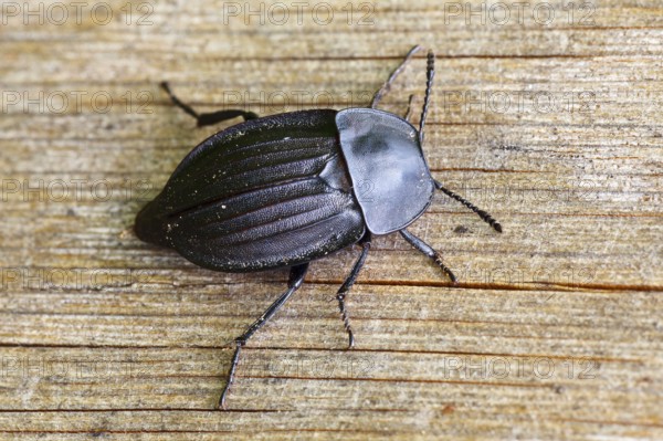 Phosphuga atrata (Phosphuga atrata), carrion beetle, Schleswig-Holstein, Germany, Europe