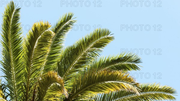 Palm tree leaves outdoors sun